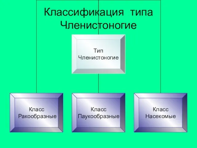 Классификация типа Членистоногие