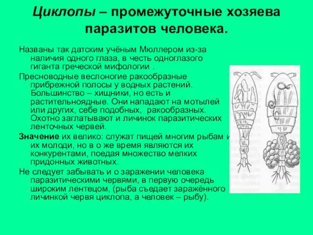 Циклопы – промежуточные хозяева паразитов человека. Названы так датским учёным Мюллером из-за