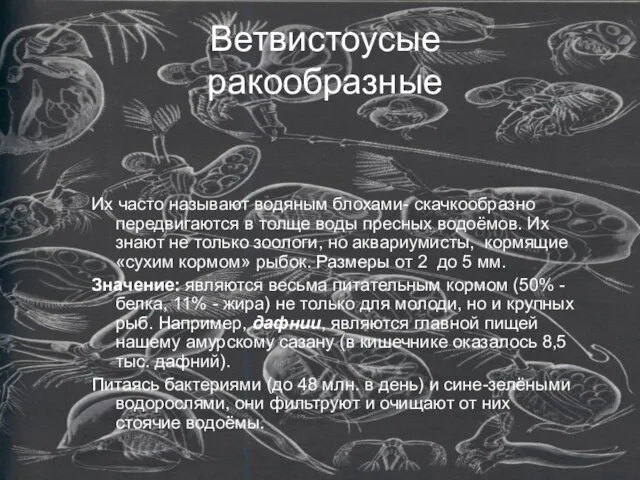 Ветвистоусые ракообразные Их часто называют водяным блохами- скачкообразно передвигаются в толще воды