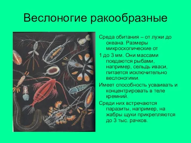 Веслоногие ракообразные Среда обитания – от лужи до океана. Размеры микроскопические от