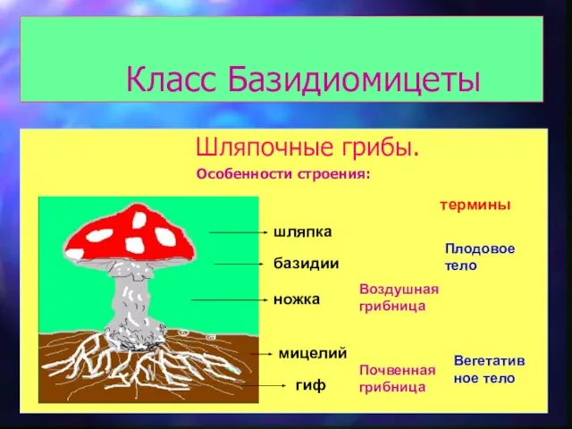Класс Базидиомицеты Шляпочные грибы. Особенности строения: шляпка ножка мицелий гиф базидии термины