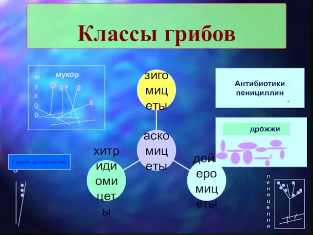 Классы грибов мукор мукор дрожжи го Голая цитоплазма пеницелли Антибиотики пенициллин