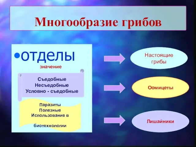 Многообразие грибов отделы Настоящие грибы Оомицеты Лишайники Съедобные Несъедобные Условно - съедобные