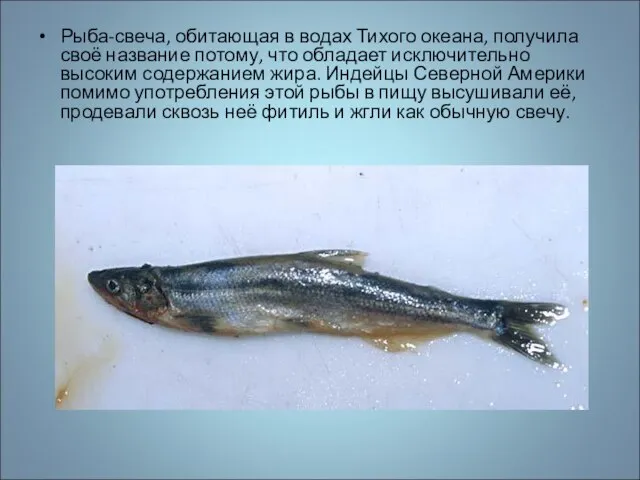 Рыба-свеча, обитающая в водах Тихого океана, получила своё название потому, что обладает