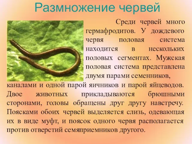 Размножение червей Среди червей много гермафродитов. У дождевого червя половая система находится
