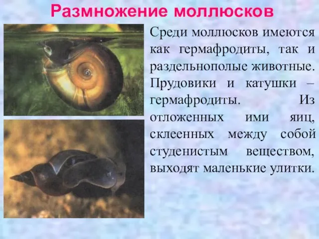 Размножение моллюсков Среди моллюсков имеются как гермафродиты, так и раздельнополые животные. Прудовики