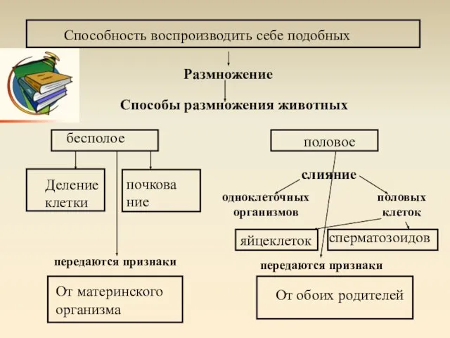 Способы размножения животных слияние одноклеточных организмов половых клеток передаются признаки передаются признаки