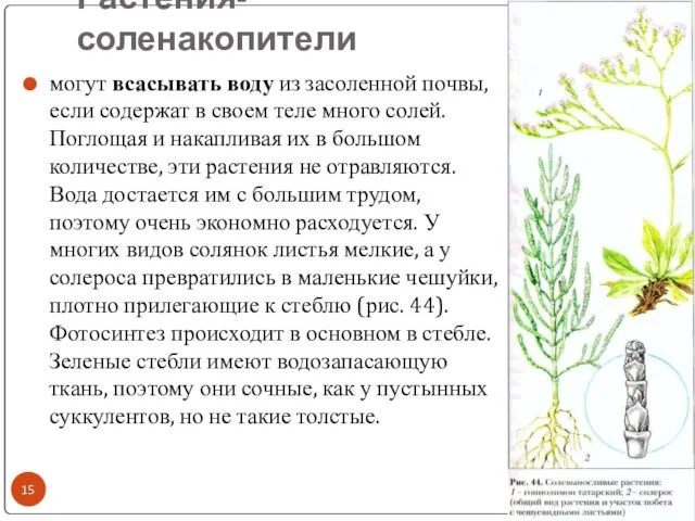 Растения-соленакопители * могут всасывать воду из засоленной почвы, если содержат в своем