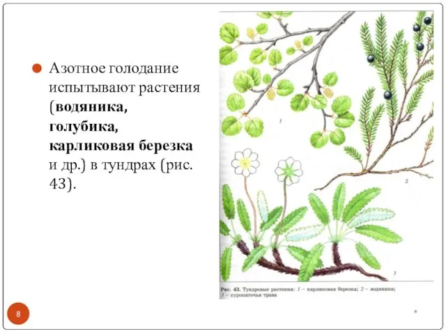 * Азотное голодание испытывают растения (водяника, голубика, карликовая березка и др.) в тундрах (рис. 43).