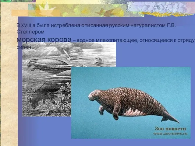 В XVIII в была истреблена описанная русским натуралистом Г.В. Стеллером морская корова