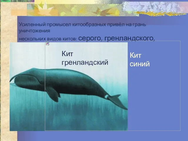 Усиленный промысел китообразных привёл на грань уничтожения нескольких видов китов: серого, гренландского, синего.