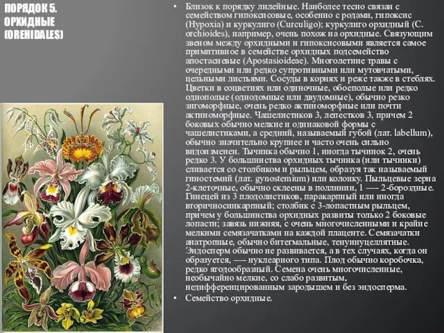 Близок к порядку лилейные. Наиболее тесно связан с семейством гипоксисовые, особенно с