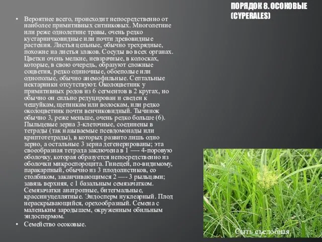 Вероятнее всего, происходит непосредственно от наиболее примитивных ситниковых. Многолетние или реже однолетние