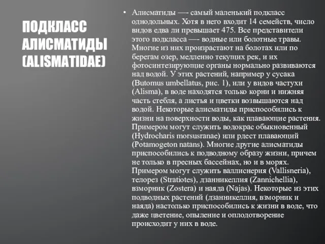 Алисматиды —- самый маленький подкласс однодольных. Хотя в него входит 14 семейств,