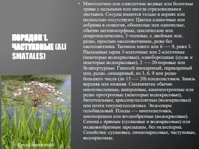 Многолетние или однолетние водные или болотные травы с цельными или иногда стреловидными