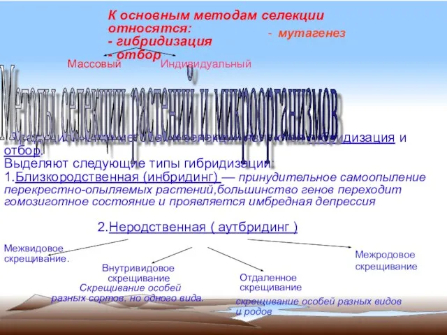 К основным методам селекции относятся: - гибридизация - отбор Традиционными методами селекции