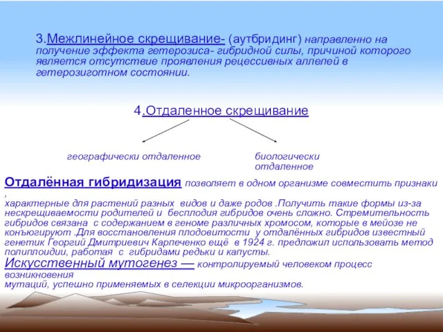 3.Межлинейное скрещивание- (аутбридинг) направленно на получение эффекта гетерозиса- гибридной силы, причиной которого