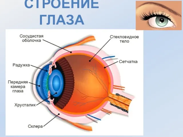 Строение глаза