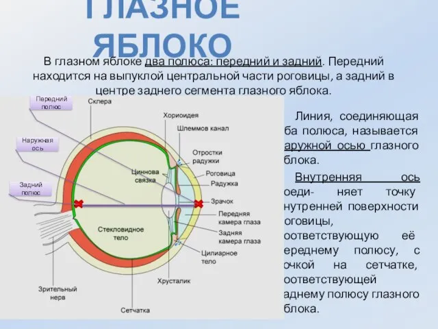 Глазное яблоко В глазном яблоке два полюса: передний и задний. Передний находится