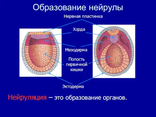 Нейруляция – это образование органов. Образование нейрулы Полость первичной кишки Эктодерма Мезодерма Нервная пластинка Хорда