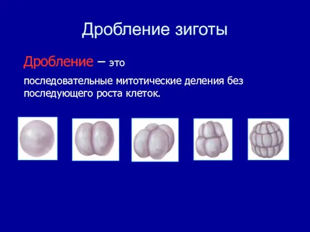 Дробление зиготы Дробление – это последовательные митотические деления без последующего роста клеток.