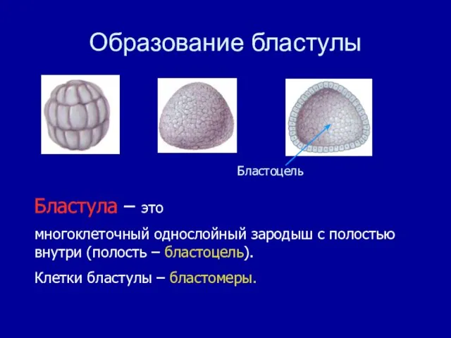 Бластула – это многоклеточный однослойный зародыш с полостью внутри (полость – бластоцель).