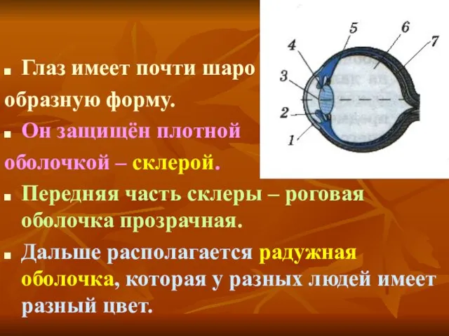 Глаз имеет почти шаро образную форму. Он защищён плотной оболочкой – склерой.