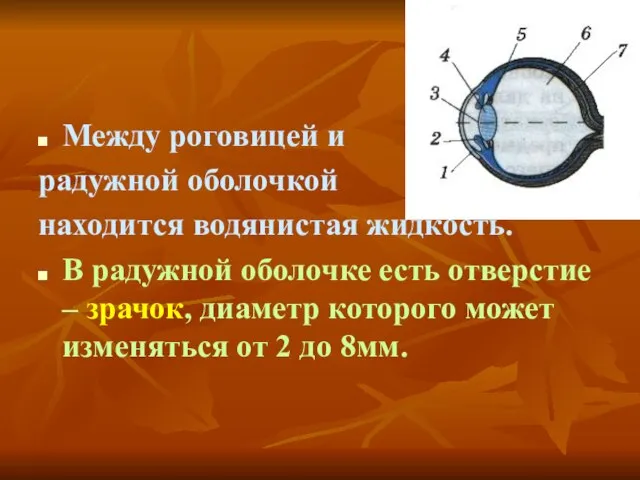 Между роговицей и радужной оболочкой находится водянистая жидкость. В радужной оболочке есть