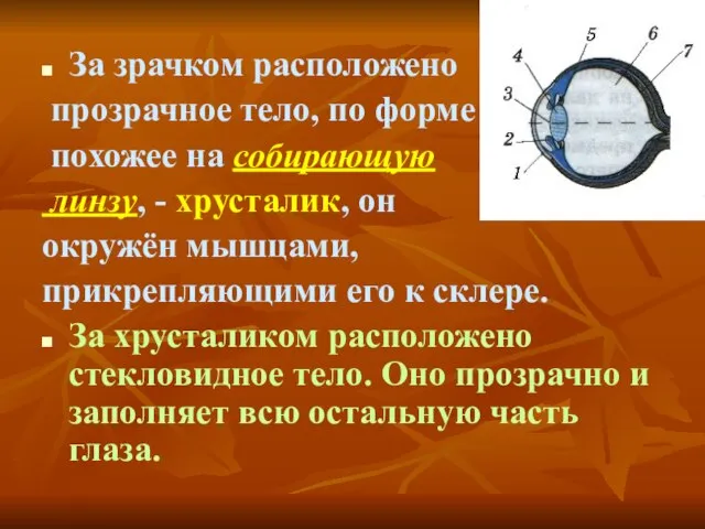 За зрачком расположено прозрачное тело, по форме похожее на собирающую линзу, -