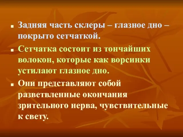 Задняя часть склеры – глазное дно – покрыто сетчаткой. Сетчатка состоит из