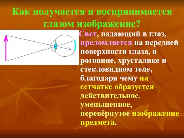 Как получается и воспринимается глазом изображение? Свет, падающий в глаз, преломляется на