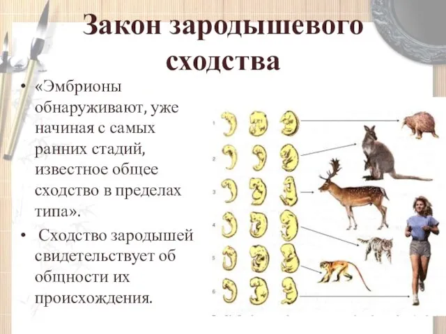 Закон зародышевого сходства «Эмбрионы обнаруживают, уже начиная с самых ранних стадий, известное