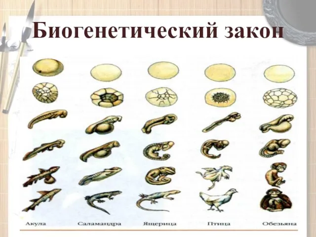 Биогенетический закон