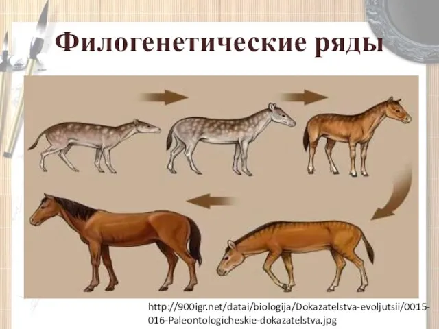 Филогенетические ряды http://900igr.net/datai/biologija/Dokazatelstva-evoljutsii/0015-016-Paleontologicheskie-dokazatelstva.jpg