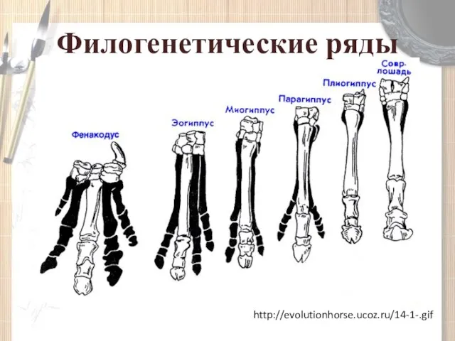 Филогенетические ряды http://evolutionhorse.ucoz.ru/14-1-.gif