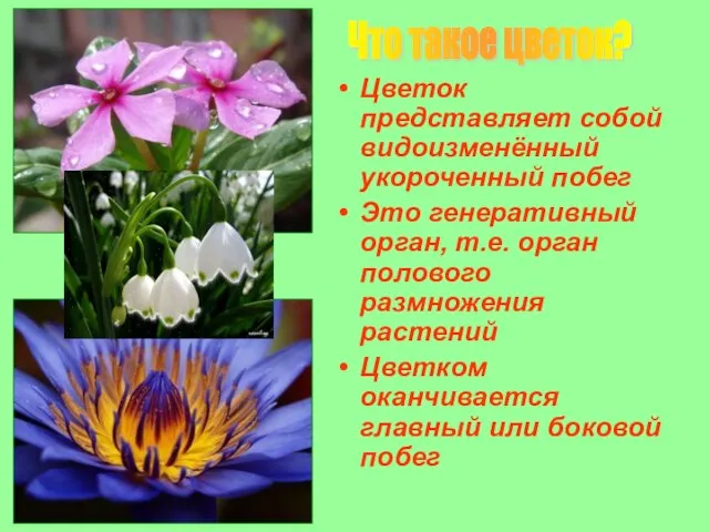 Цветок представляет собой видоизменённый укороченный побег Это генеративный орган, т.е. орган полового