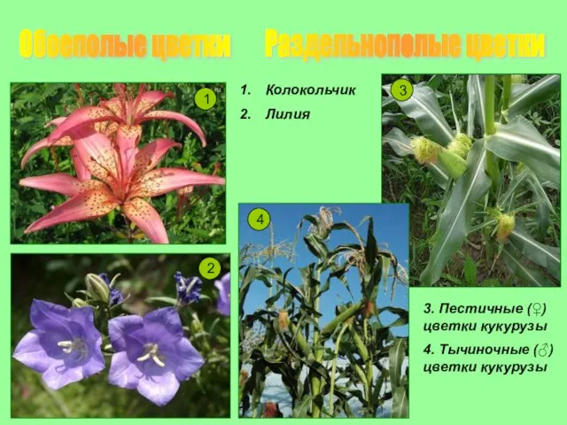 Обоеполые цветки Раздельнополые цветки 2 1 4 3 Колокольчик Лилия 3. Пестичные