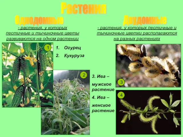 Растения Однодомные Двудомные - растения, у которых пестичные и тычиночные цветы развиваются