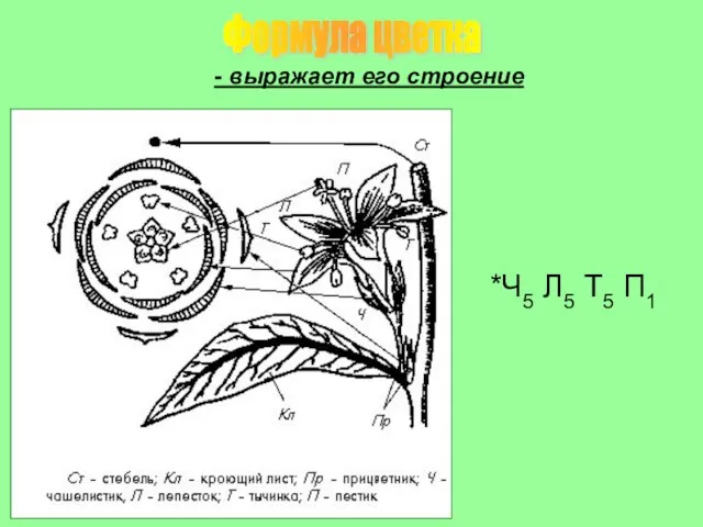 *Ч5 Л5 Т5 П1 Формула цветка - выражает его строение