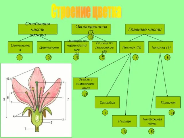 Строение цветка Стеблевая часть цветка Околоцветник (О) Главные части Цветоножка Цветоложе Чашечка