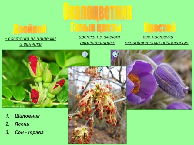 Околоцветник Двойной Простой Голые цветы - состоит из чашечки и венчика -