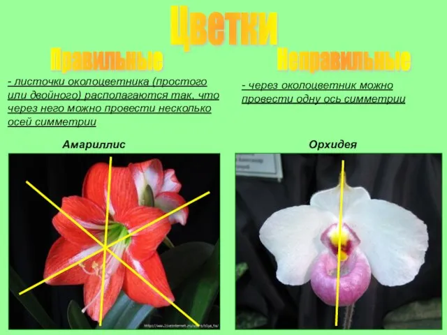 Цветки Правильные Неправильные - листочки околоцветника (простого или двойного) располагаются так, что