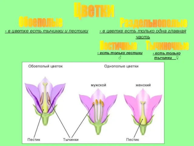 Цветки Обоеполые Раздельнополые - в цветке есть тычинки и пестики - в