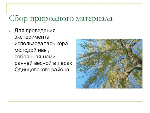 Сбор природного материала Для проведения эксперимента использовалась кора молодой ивы, собранная нами