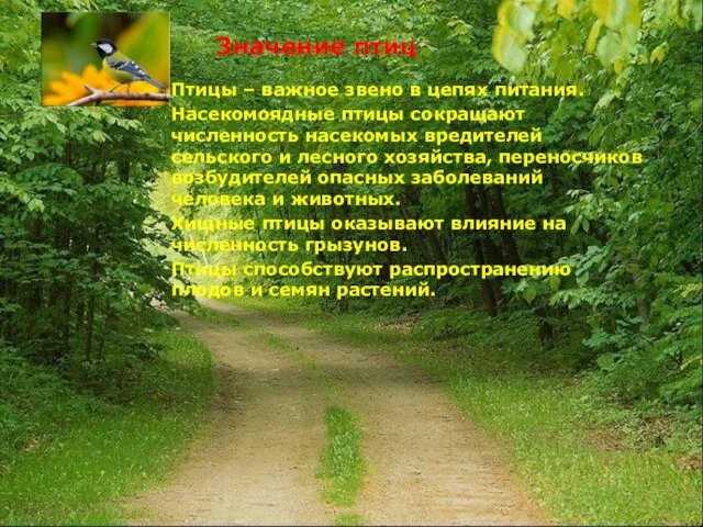 Значение птиц Птицы – важное звено в цепях питания. Насекомоядные птицы сокращают