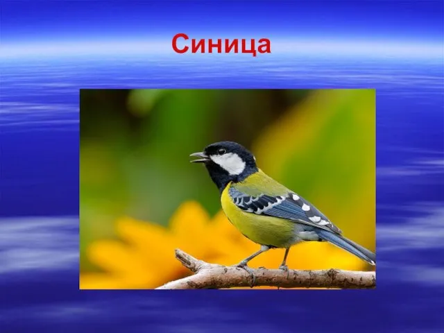 Синица