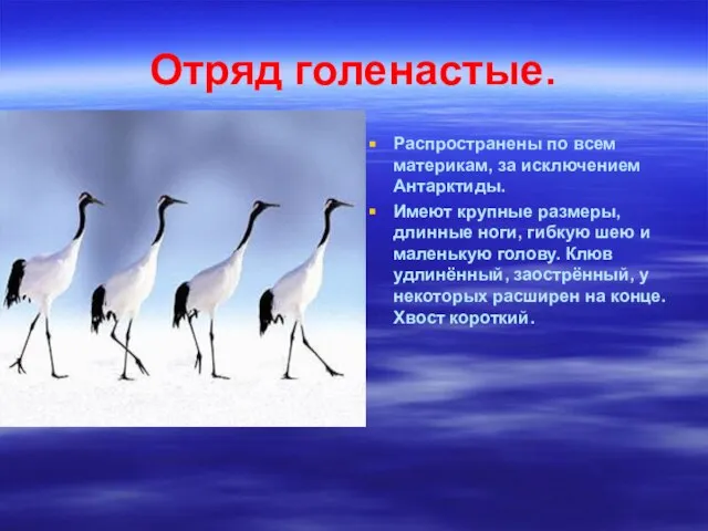 Отряд голенастые. Распространены по всем материкам, за исключением Антарктиды. Имеют крупные размеры,