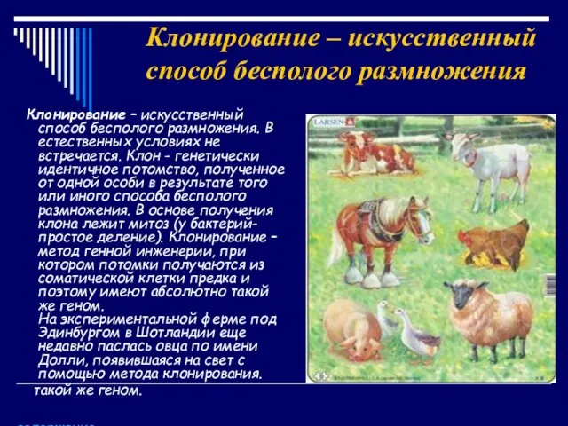 Клонирование – искусственный способ бесполого размножения Клонирование – искусственный способ бесполого размножения.