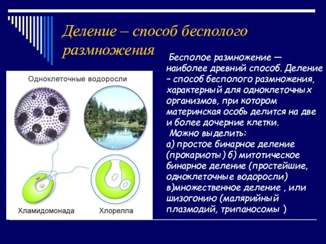 Деление – способ бесполого размножения Бесполое размножение — наиболее древний способ. Деление