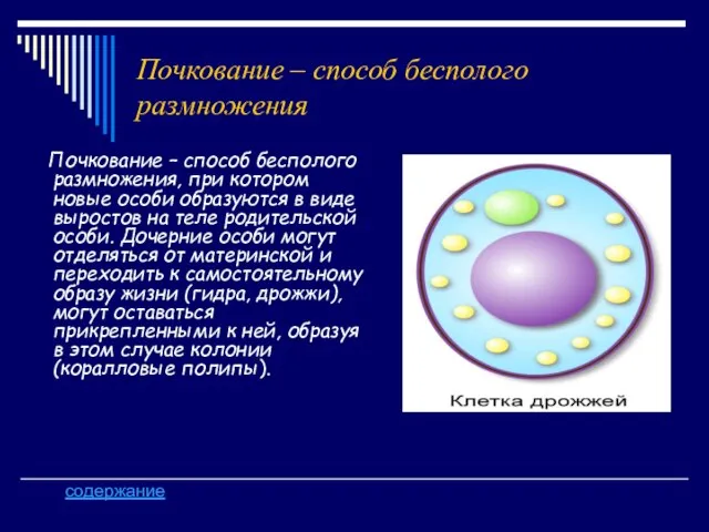 Почкование – способ бесполого размножения Почкование – способ бесполого размножения, при котором